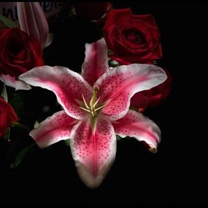 Meet your Posher, Amber